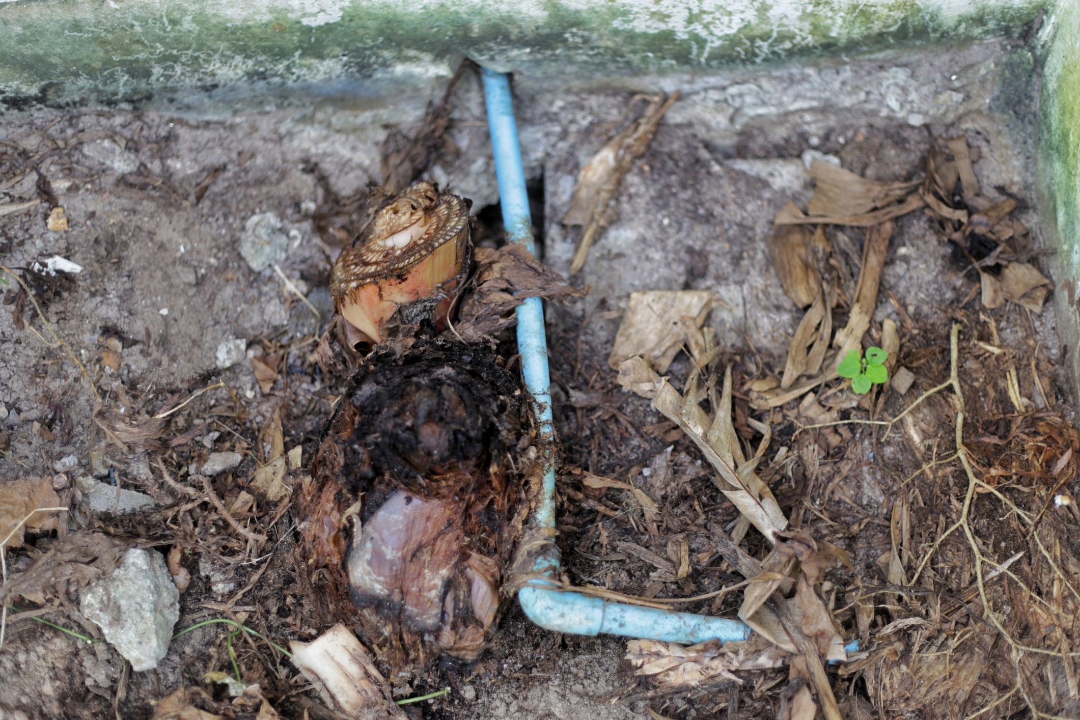 Tree Roots Can Wreak Havoc on Your Home's Plumbing